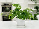 Premium Swiss Cheese Plant Potting Mix - 10 QT - Monstera Deliciosa Blend for Optimal Nutrients and Drainage for Healthy Growth - (2 Bags of 5 Quart) by GreenHaven Gardens