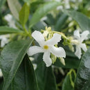 Star Jasmine/Confederate Jasmine - Trachelospermum Jasminoides. Live. Fragrant Flowers. (2 Plants in Cup) by GreenHaven Gardens