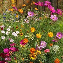Dirt Goddess Super Seeds ~ Cut Flower Mix Seed (1 Lb) by GreenHaven Gardens