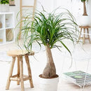 Premium Nolina Plant Potting Mix - Crafted for Robust Growth and Distinctive Form - 1 Quart