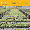 Costa Farms Live Succulent, Easy to Grow Haworthia Plant in Planter Pot, Succulent Houseplant in Potting Soil, Indoors Garden Gift, Cacti Room Décor and Home Décor, 4-Inches Tall by GreenHaven Gardens