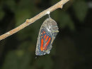 Blood Flower Milkweed Seeds - Food and Host Plant for Monarch Butterflies… by GreenHaven Gardens