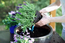 Organic Lavender Soil Mix by Gardenera - Provide The Best Growing Medium for Your Plants - 2 QUARTS by GreenHaven Gardens