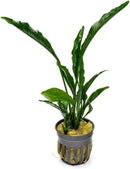 Live Jungle Plants - Anubias Heterophylla ‘Supernova’ - Large Leaf Rhizome Plant for Midground to Background Freshwater Aquascapes, Low Light Accent - Pot by GreenHaven Gardens