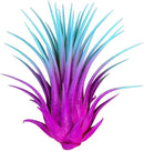 Rainbow 3 Pack, Ionantha Guatemala Tillandsia Air Plant, Live Airplant, Healthy Arrival Guaranteed, Great Indoor Plant, Home Decor & Gift by GreenHaven Gardens