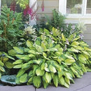 Amazing Deal - 24 Hosta Bare Roots Plants w/Planting Shovel - Mixed Heart-Shaped, Rich Green Foliage, Attracts Butterflies, Hummingbirds & Pollinators, Low Maintenance & Extremely Hardy - Zones 3–9 by GreenHaven Gardens
