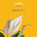 Costa Farms Peace Lily Plant, Live Indoor Houseplant with Flowers Potted in Indoors Garden Plant Pot, Air Purifying Potting Soil, Birthday, New House Gift, Home, Office and Room Decor, 2-3 Feet Tall by GreenHaven Gardens
