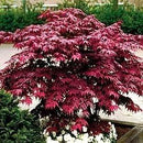 Red Japanese Maple - Live Plant 2-3 feet Tall - Deep Red Leaves by GreenHaven Gardens