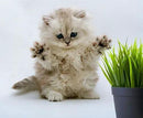 Simple Cat Grass Blend, 100% US Organic, 4 Popular Seeds: Wheat, Barley, Oats, and Rye Mix Combo, Show Your Love with a Healthy Pet Snack Treat (4 Ounce (~3200 Seeds)) by GreenHaven Gardens
