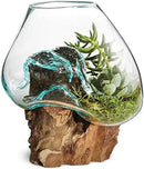 OMA Molten Glass on Driftwood – Hand Blown Vase, Terrarium, or Planter for Coastal & Boho Home Décor Centerpieces (6" - 7" High) by CozyNest Decor