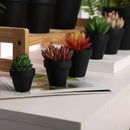 Yishang 36 pcs Small Mini Black Clay Pots, 2.5'' Terracotta Pot Clay Ceramic Pottery Planter,Cactus Flower Terra Cotta Pots,Succulents Nursery Pots,with Drainage Hole,Great for Crafts,Wedding Favor by GreenHaven Gardens