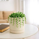 D'vine Dev 4.7 Inch Ceramic Planter Pot with Drainage Hole and Saucer, Indoor Cylinder Round Planter Pot, Oatmeal, 94-O-B-8 by GreenHaven Gardens