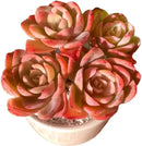 FWPP Live Succulents Plants Echeveria Silk Veil 3 inches,Rare Pink Succulents Bare Root Without Pot Soil, Live Plants Indoor Office Decoration Wedding and Gift by GreenHaven Gardens