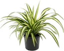 Premium Spider Plant Potting Soil Mix - (4 Quart Bag) by GreenHaven Gardens