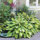 Ultimate Hosta Garden Collection 6-Pack of Bare Roots Hardy Mixed Heart-Shaped Hosta - Rich Green Foliage, Low Maintenance, Heart Shaped Leaves Great Perennials - 1000'S Sold by GreenHaven Gardens