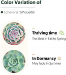 Live Succulent Echeveria 'Silhouette', Approx 2-inch Large, Potted Succulents, Fully Rooted, Easy Care House Plants by GreenHaven Gardens