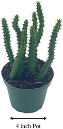 BubbleBlooms Huernia Red Dragon Stapelia Cactus/Huernia penzigii, in 4 inch Pot by GreenHaven Gardens