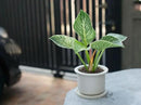 Organic Philodendron Soil Blend - Promote Strong Root Development and Vibrant Leaves - 20 QUARTS by GreenHaven Gardens
