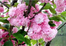 Live Kwanzan Cherry Blossom Tree – 8-12" Tall, Ornamental Pink Flowers by GreenHaven Gardens