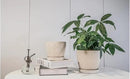 Docrin Ceramic Plant Pots Indoor, 6.6 + 5.5 Inch Planters with Drainage Holes and Saucer for Home/Office - Set of 2 /White by GreenHaven Gardens