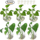 Pack of 6 Glass Planters Wall Hanging Planters Round Glass Plant Pots Hanging Air Plant Pots Flower Vase Air Plant Terrariums Wall Hanging Plant Container by GreenHaven Gardens