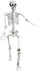 Lodou 5.4Ft Posable Life Size Human Adult Skeletons Plastic Human Bones with Movable Joints for Halloween Decoration by GreenHaven Gardens