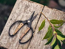 Barebones Garden Scissors - Walnut Scissors - Garden Supplies and Indoor Plant Accessories - Plant Shears with Wide Handles - Comfortable Fit Trimming Shears (Small) by GreenHaven Gardens
