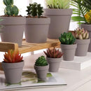 Yishang 72 pcs Small Mini Grey Clay Pots, 2.5'' Terracotta Pot Clay Ceramic Pottery Planter,Cactus Flower Terra Cotta Pots,Succulents Nursery Pots,with Drainage Hole,Great for Crafts,Wedding Favor by GreenHaven Gardens