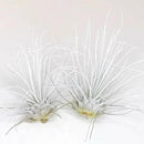 Thin Air Plant, Guatemala Tillandsia Live Airplant, Healthy Arrival Guaranteed, Great Indoor Plant, Home Decor & Gift (2 White) by GreenHaven Gardens