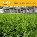 Costa Farms Kimberly Queen Fern, Live Indoor Plant, Houseplant in Grower Pot, 2-3 Feet Tall by GreenHaven Gardens