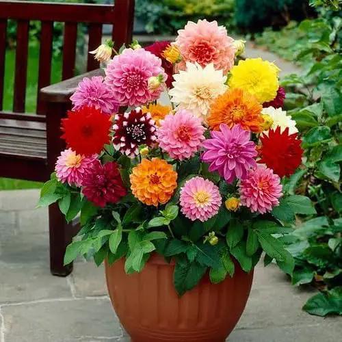 Premium Dahlia Potting Soil Mix - Ideal for Growing Vibrant and Healthy Dahlias - 20 Quart, photo 2 of 3