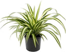 Premium Spider Plant Potting Soil Mix (2 Bags of 5 Quart) by GreenHaven Gardens
