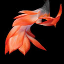 TriStar Plants - Thanksgiving Cactus - 4" inch Pot, Fasle Christmas Cactus, Easter Cactus, Holiday Plant, Winter Flowers, Christmas Plants, Winter Blooms (Orange) by GreenHaven Gardens