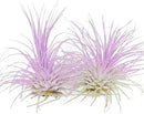 Thin Air Plant, Guatemala Tillandsia Live Airplant, Healthy Arrival Guaranteed, Great Indoor Plant, Home Decor & Gift (2 Lavender) by GreenHaven Gardens