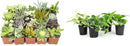 Altman Plants Live Succulents (20 Pack) & Live Pothos Plants (4PK) Indoor House Plants by GreenHaven Gardens