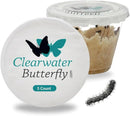 Clearwater Butterfly Live Painted Lady Butterflies - 5 Live Caterpillars - Live Caterpillars to Butterflies - Caterpillars for Butterfly Kit - Mesh Cage Not Included - Live Butterfly Kit - 5 Count by TinyTreasures Baby Boutique