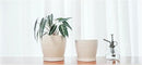 Docrin Ceramic Plant Pots Indoor: 6.6 + 5.5 Inch Planters with Drainage Holes and Saucer for Home/Office - Set of 2 /White by GreenHaven Gardens