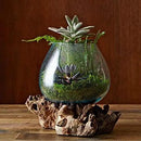 Hand Blown Molten Glass & Teak Wood Terrarium/Vase/Fish Bowl - Premium Quality (7" - 9" High) by CozyNest Decor