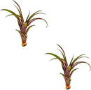 Air Plants - Tillandsia Red Capitata, Large 5-7” - 2 ct - Live Arrival Guaranteed - House Plants for Home Decor & Gift by GreenHaven Gardens
