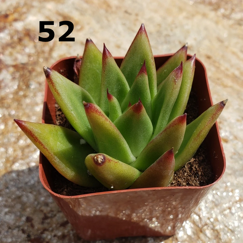 #52 Echeveria agavoides lipstick