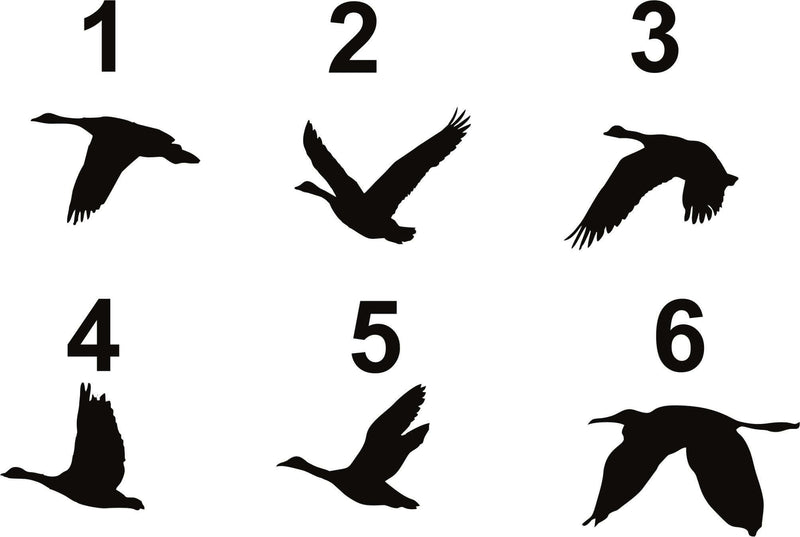 Geese Birds