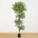 6’ Variegated Ficus Tree