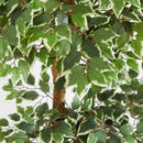 6’ Variegated Ficus Tree