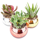 3 Pack Round Glitter Pots