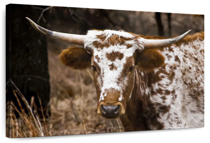 Longhorn Bull Wall Art