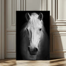 Large Wall Art White Horse Canvas Print