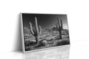 Sentinels of the Sonoran