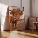 Sweet Stare from the Highland Pasture