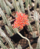#57 Senecio Stapeliaeformis Pickle Plant 2"