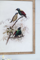 Bird Framed Print (Set of 2) - Multicolor by HouseOfZazla